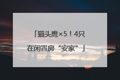 猫头鹰×5！4只在闲置房“安家”
