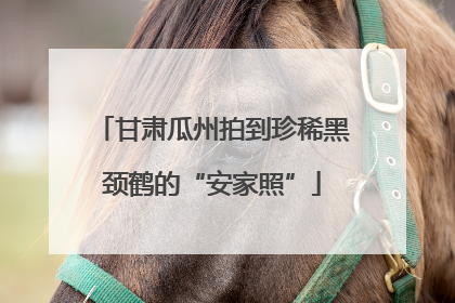 甘肃瓜州拍到珍稀黑颈鹤的“安家照”
