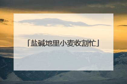 盐碱地里小麦收割忙