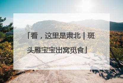 看，这里是肃北｜斑头雁宝宝出窝觅食