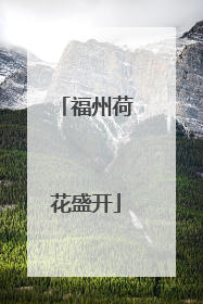 福州荷花盛开