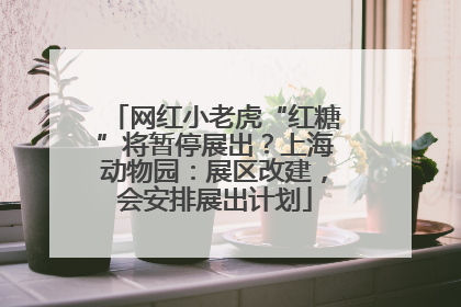 网红小老虎“红糖”将暂停展出？上海动物园：展区改建，会安排展出计划