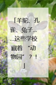 羊驼、孔雀、兔子……这些学校藏着 “动物园”？！