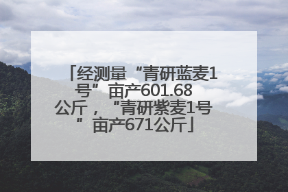 经测量“青研蓝麦1号”亩产601.68公斤，“青研紫麦1号”亩产671公斤