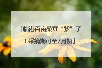 临港百亩桑葚“紫”了！采摘期可至7月初