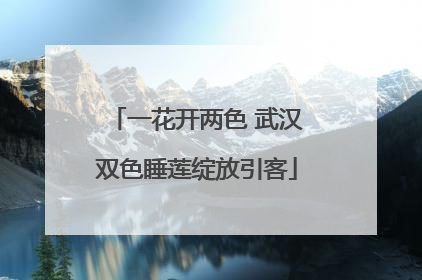 一花开两色 武汉双色睡莲绽放引客