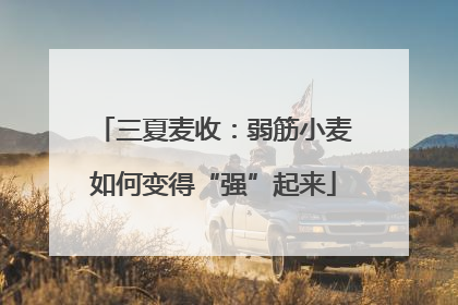 三夏麦收：弱筋小麦如何变得“强”起来