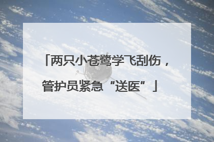 两只小苍鹭学飞刮伤，管护员紧急“送医”