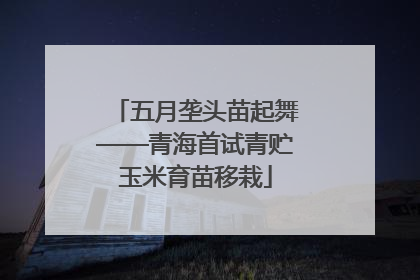 五月垄头苗起舞——青海首试青贮玉米育苗移栽