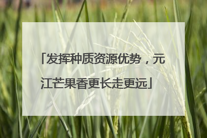 发挥种质资源优势，元江芒果香更长走更远