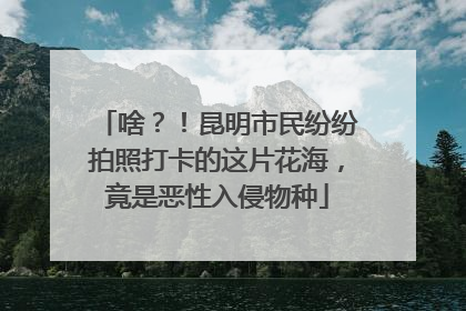 啥？！昆明市民纷纷拍照打卡的这片花海，竟是恶性入侵物种