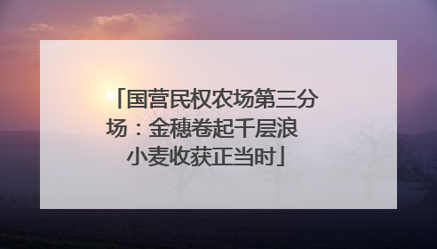 国营民权农场第三分场：金穗卷起千层浪 小麦收获正当时