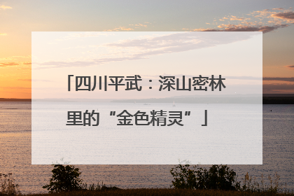 四川平武：深山密林里的“金色精灵”