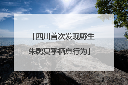 四川首次发现野生朱鹮夏季栖息行为