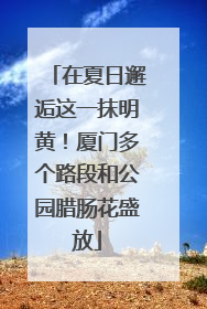 在夏日邂逅这一抹明黄！厦门多个路段和公园腊肠花盛放