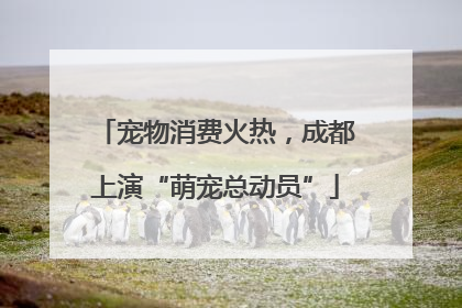宠物消费火热，成都上演“萌宠总动员”