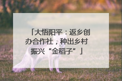 大悟阳平：返乡创办合作社，种出乡村振兴“金稻子”