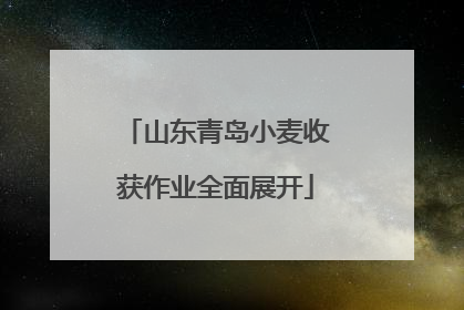 山东青岛小麦收获作业全面展开