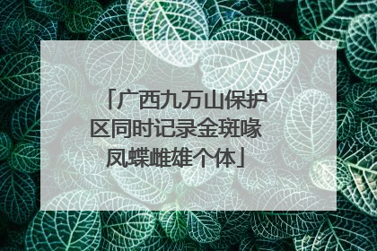 广西九万山保护区同时记录金斑喙凤蝶雌雄个体