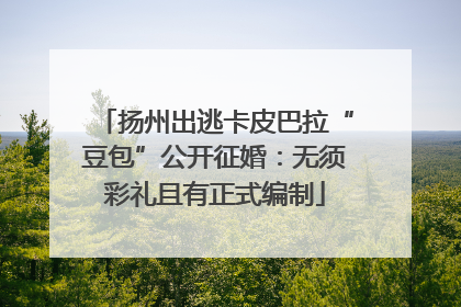 扬州出逃卡皮巴拉“豆包”公开征婚：无须彩礼且有正式编制