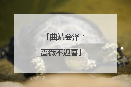 曲靖会泽：蔷薇不迟暮