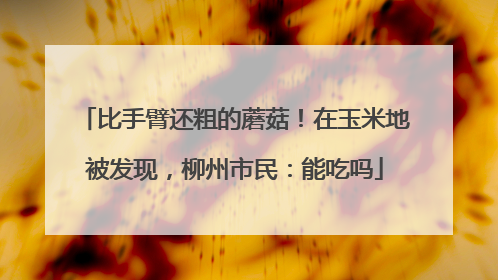 比手臂还粗的蘑菇！在玉米地被发现，柳州市民：能吃吗