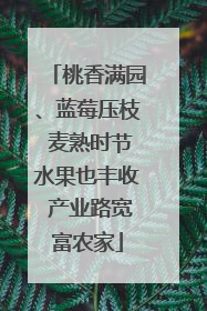 桃香满园、蓝莓压枝 麦熟时节水果也丰收 产业路宽富农家