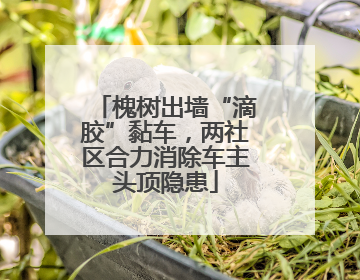 槐树出墙“滴胶”黏车，两社区合力消除车主头顶隐患