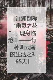 江湖别称“幽灵之花”，现身临沧！——有一种叫云南的生活之365天