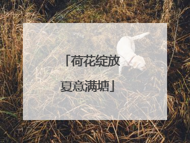 荷花绽放 夏意满塘