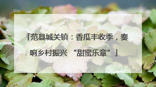 范县城关镇：香瓜丰收季，奏响乡村振兴 “甜蜜乐章”