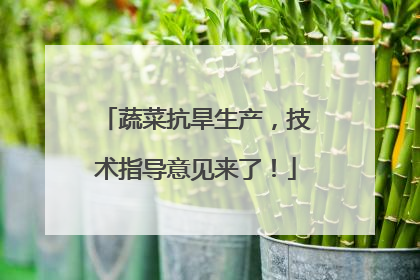 蔬菜抗旱生产，技术指导意见来了！