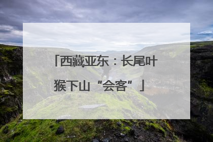 西藏亚东：长尾叶猴下山“会客”
