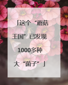 这个“蘑菇王国”已发现1000多种大“菌子”