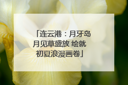 连云港：月牙岛月见草盛放 绘就初夏浪漫画卷