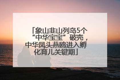 象山韭山列岛5个“中华宝宝”破壳，中华凤头燕鸥进入孵化育儿关键期