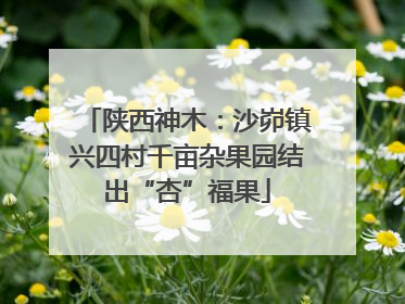 陕西神木：沙峁镇兴四村千亩杂果园结出“杏”福果