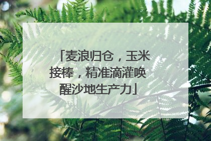 麦浪归仓，玉米接棒，精准滴灌唤醒沙地生产力