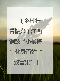 （乡村行·看振兴）江西铜鼓“小杨梅”化身百姓“致富果”